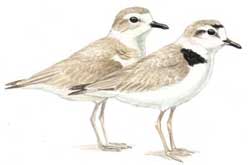 Plover's